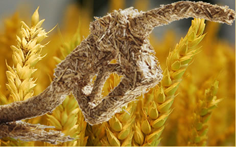 EEUU y sus ‘dilemas’ con los biocombustibles