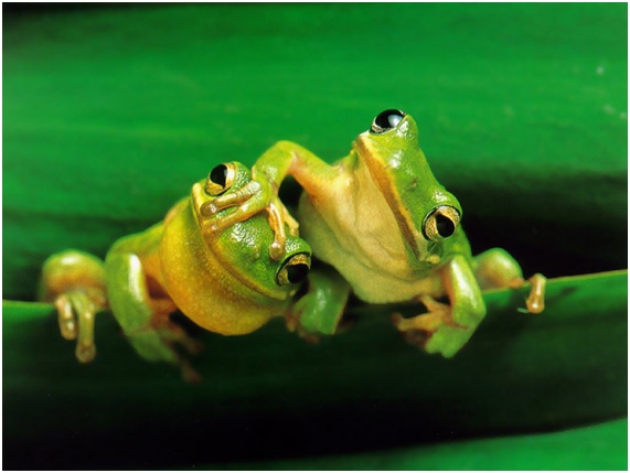 La exposición de los renacuajos a los herbicidas aumenta la mortalidad por enfermedad fúngica