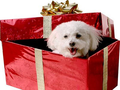 La ‘temeridad’ de regalar animales en Navidad
