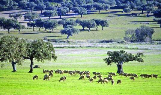 Andalucía concederá ayudas agroambientales para la conservación de pastos en dehesas