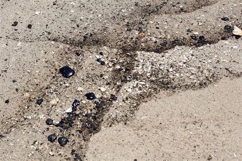 Se descarta el vertido como causa de muerte de animales en Algaciras