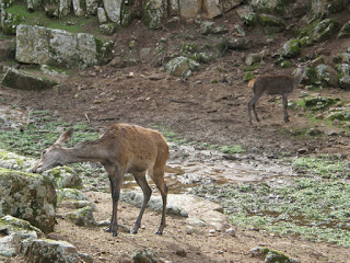 La incorporación de los lobos a la granja El Borril (Toledo) como un ‘capricho nada ecológico’