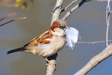 Cuantas más plumas transporta el gorrión al nido