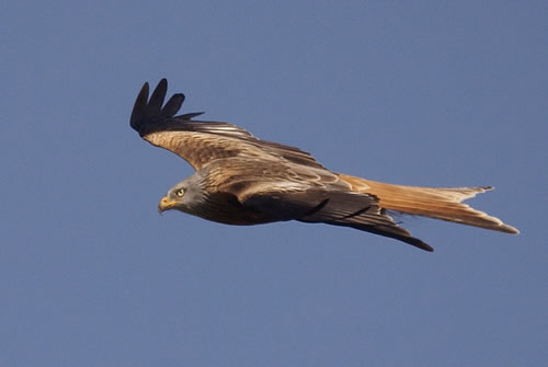 Tres milanos reales nacen en el Parc Natural de Llevant (Mallorca) y se recupera la cría de la especie