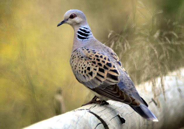 Una tórtola europea marcada con emisor satélite por primera vez en España