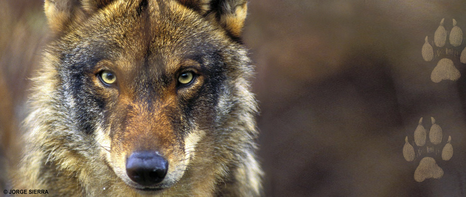 Qué hay que hacer para que la Junta de Castilla y León que deje de matar lobos