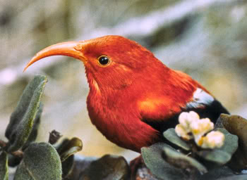 El calentamiento global agudiza el declive de aves en Hawái
