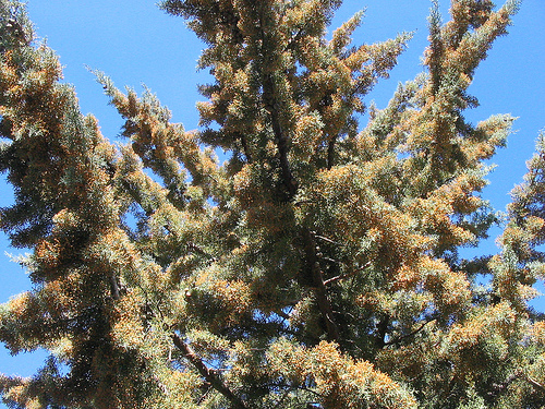 El Gobierno andaluz prevé una inversión de 2