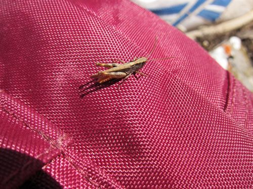 Los saltamontes cambian de melodía para hacerse oir en medio del tráfico