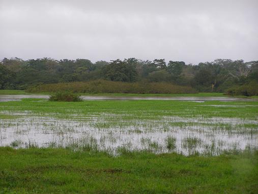 Organizaciones inician campaña para proteger humedales en Costa Rica
