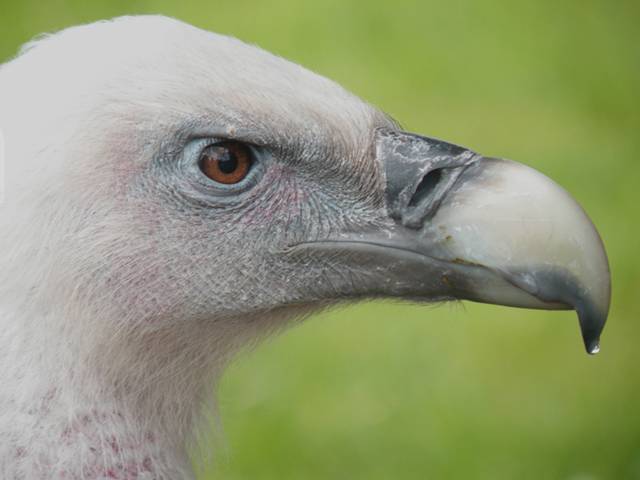 FAPAS obligada a paralizar sus actividades después de 30 años de trabajos para conservar el buitre en Asturias