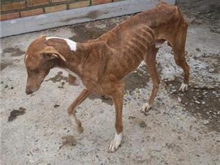 SOS Galgos conciencia sobre el buen trato animal