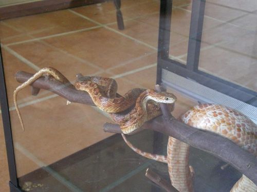 Málaga cede dos serpientes del maíz y cuatro iguanas al parque Selwo Aventura