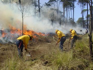 Riesgo para especies animales durante y después de los incendios