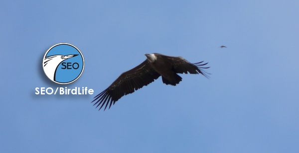 Doce logros de SEO/BirdLife para cerrar 2012…