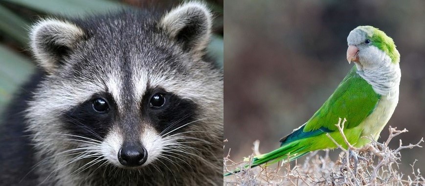 Los conquistadores de Madrid: cotorras argentinas y mapaches