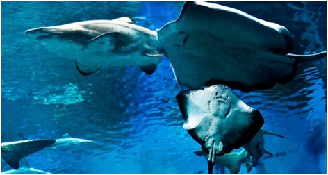 Tiburones y rayas: ¡no te quedes solo en los documentales!