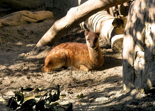 En Bioparc Fuengirola (Málaga) nace un ciervo de Filipinas
