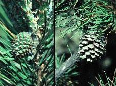 Decomisados casi 200 kilos de piñas recogidas ilegalmente en el parque natural de Despeñaperros