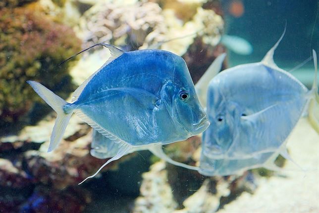 Un pez centra toda la atención de la Marina estadounidense