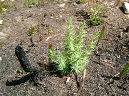Aragón y ADIF aúnan esfuerzos para prevenir incendios