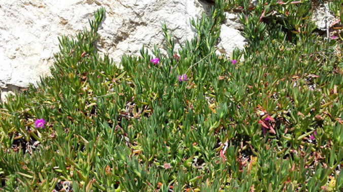 Conoce a fondo las estrategias de las plantas exóticas
