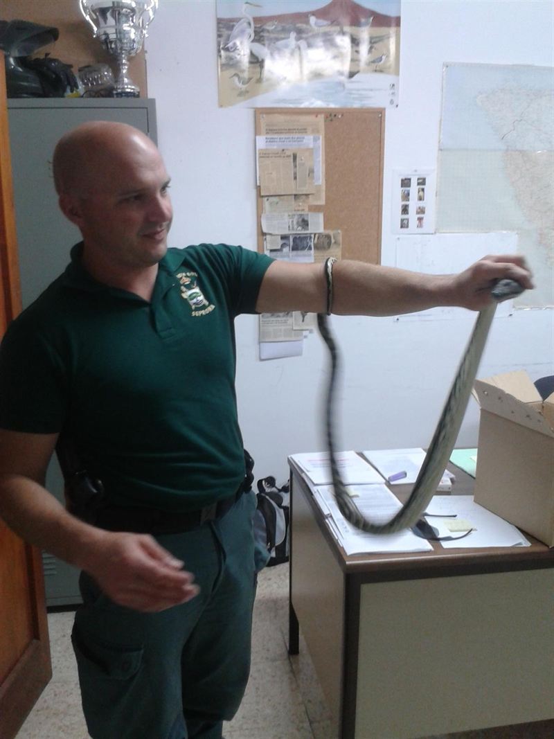 Incautan una serpiente Pitón en Arona (Tenerife)