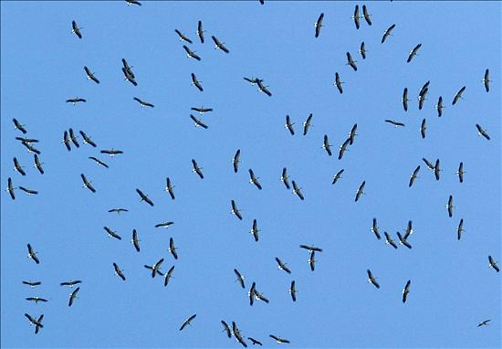 Fundación Migres inicia el seguimiento de la migración primaveral de aves planeadoras en el Estrecho