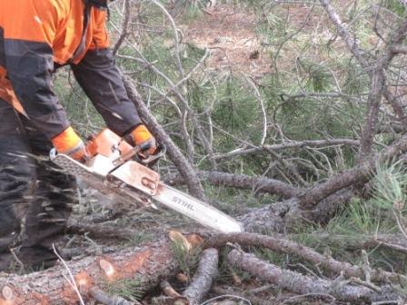 Andalucía ‘apuesta’ por los aprovechamientos forestales para generar empleo