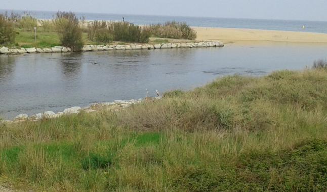 La Diputación de Barcelona se pone ‘manos a la obra’ para recuperar fauna en la desembocadura del Besòs