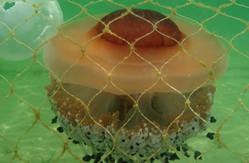 Instalación de más de 40 kilómetros de redes como control preventivo de medusas en el Mar Menor