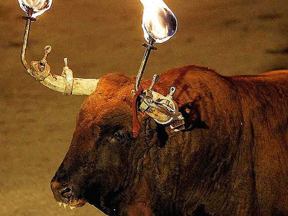 El doble ‘rasero’ interesado y la absoluta falta de coherencia del Parlamento catalán en cuanto a los toros