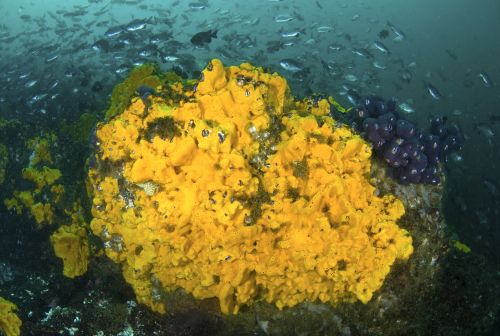 Biodiversidad chilena en ‘pie de guerra’