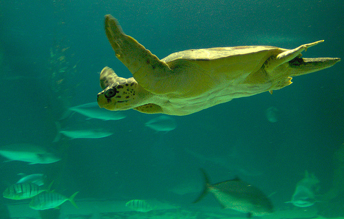 Proyecto para la reintroducción de la tortuga boba en Fuerteventura