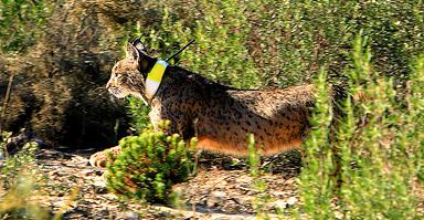 Técnicos de Medio Ambiente de Andalucía capturan al lince Caribú