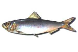 El IEO estudiará la sostenibilidad de sardina