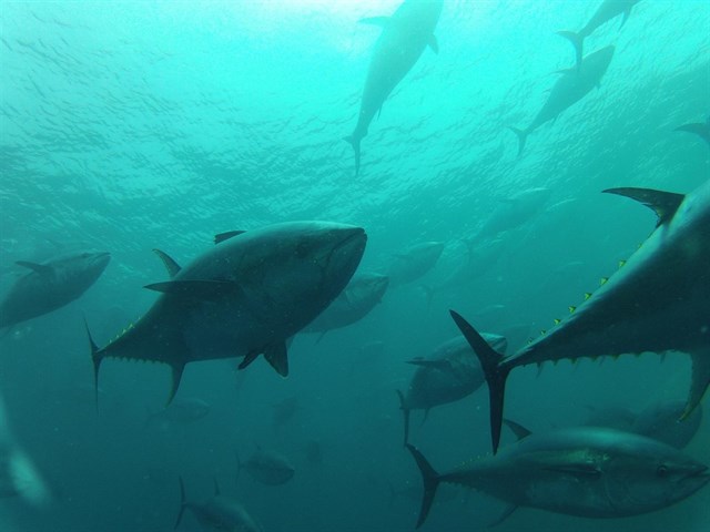 El Gobierno prohíbe la pesca de atún rojo a las modalidades deportiva y recreativa tras alcanzar ya su cupo atribuido