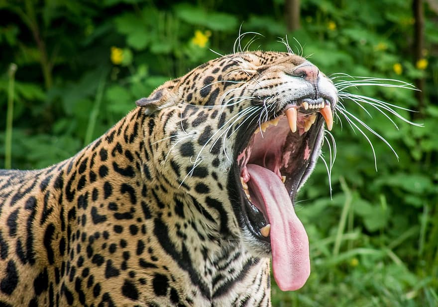 Día Mundial de la Conservación del Jaguar 2021