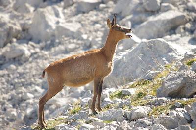 Reintroducción de cien rebecos en Cantabria