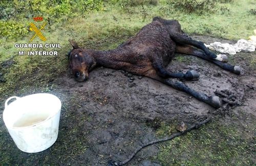 Una mujer maltrata ‘salvajemente’ a su caballo