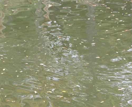 Catalula. Endesa realiza un desembalse para renovar el agua de un meandro del Ebro en Flix