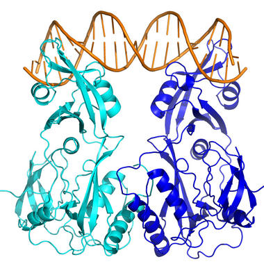 Descubierto un mecanismo molecular que controla el crecimiento y desarrollo de las plantas