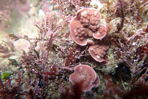 Descubren nuevas especies de algas marinas en México