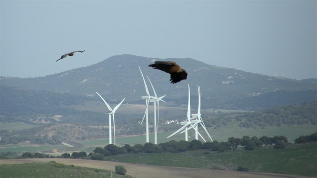 Podemos pide un plan de acción para prevenir la muerte de aves en tendidos eléctricos