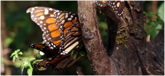Zonas de Protección Ambiental de México