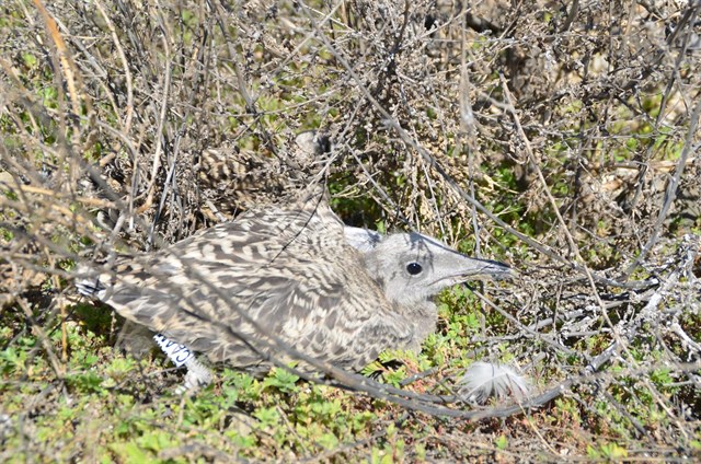 Tarragona consigue la nidificación de la gaviota corsa en su puerto