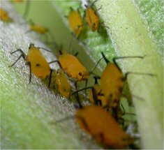 Los enemigos de los pulgones