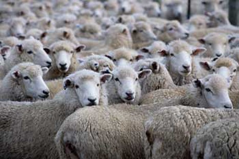 Herramienta online para reducir la huella de carbono del sector ovino