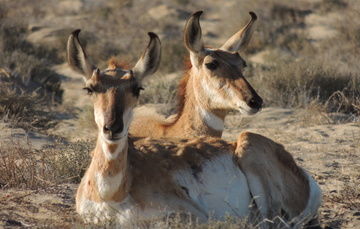 México: El Berrendo Peninsular