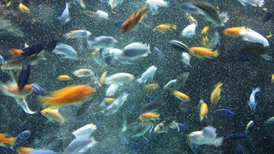 Argentina: Los peces del Río de La Plata están comiendo plástico